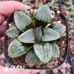Haworthia Maryy