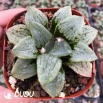 Haworthia Maryy - Image 2