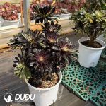 Aeonium Ink Painting