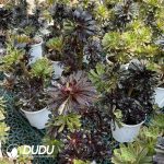 Aeonium Ink Painting - Image 2