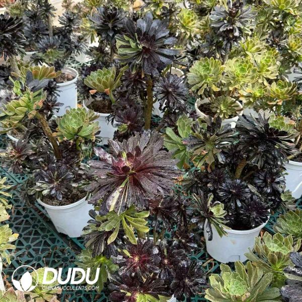 Aeonium Ink Painting - Image 2