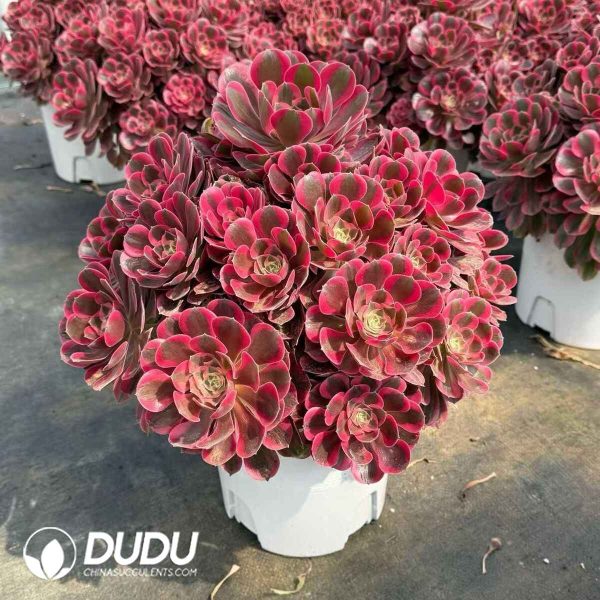 Aeonium Pink Beauty - Image 2