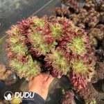 Aeonium Pebble Rain Cristata