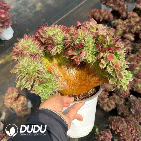 Aeonium Pebble Rain Cristata - Image 2