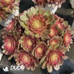 Aeonium Red Cat