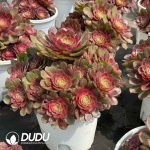 Aeonium Red Cat - Image 2