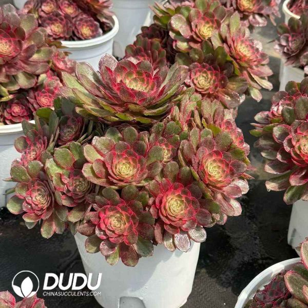 Aeonium Red Cat - Image 2