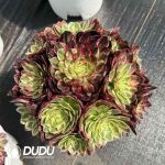 Aeonium Count's Hero