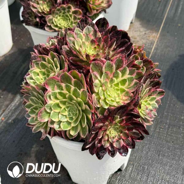 Aeonium Count's Hero - Image 2