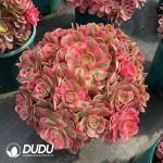 Aeonium God Old Stem