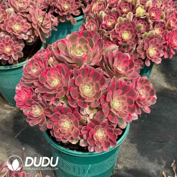 Aeonium God Old Stem - Image 2