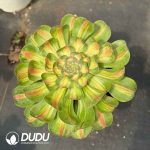 Aeonium Tyrant Variegated