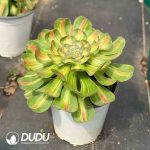 Aeonium Tyrant Variegated - Image 2