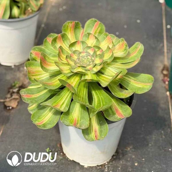 Aeonium Tyrant Variegated - Image 2