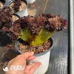 Aeonium Black Beauty Cistata