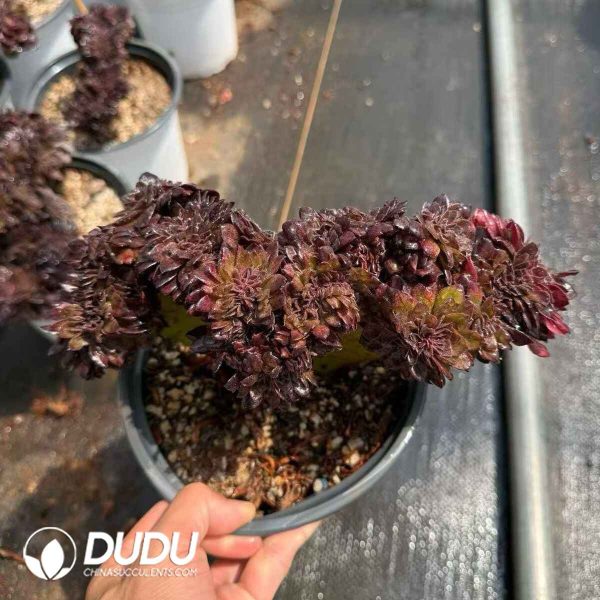 Aeonium Black Beauty Cistata - Image 2