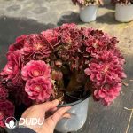 Aeonium Sakura Cristata