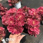 Aeonium Sakura Cristata - Image 2