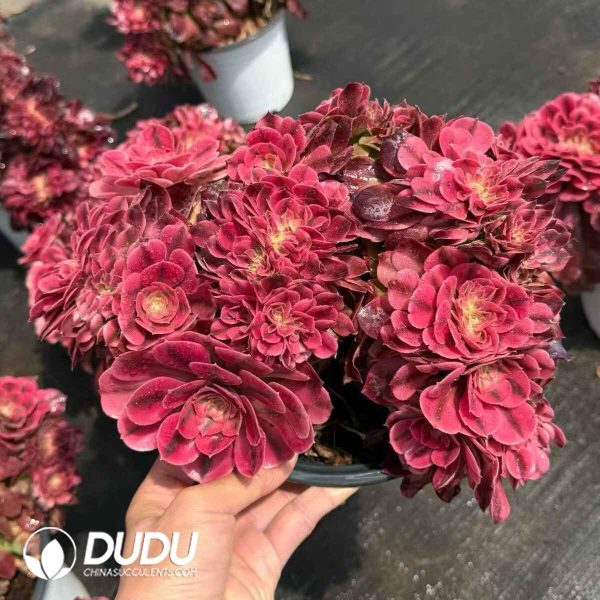 Aeonium Sakura Cristata - Image 2