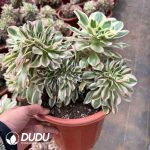 Aeonium Green Soul Cristata