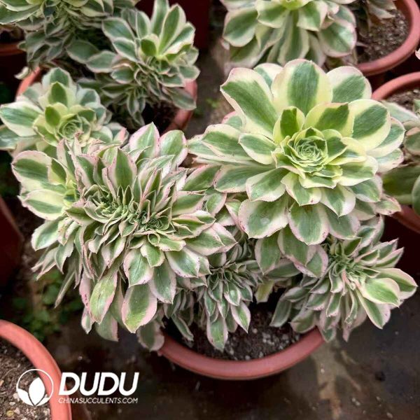 Aeonium Green Soul Cristata - Image 2