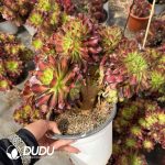 Aeonium Shaohua Cristata