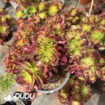 Aeonium Shaohua Cristata - Image 2