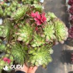 Aeonium Zhifou Jungle Clustering