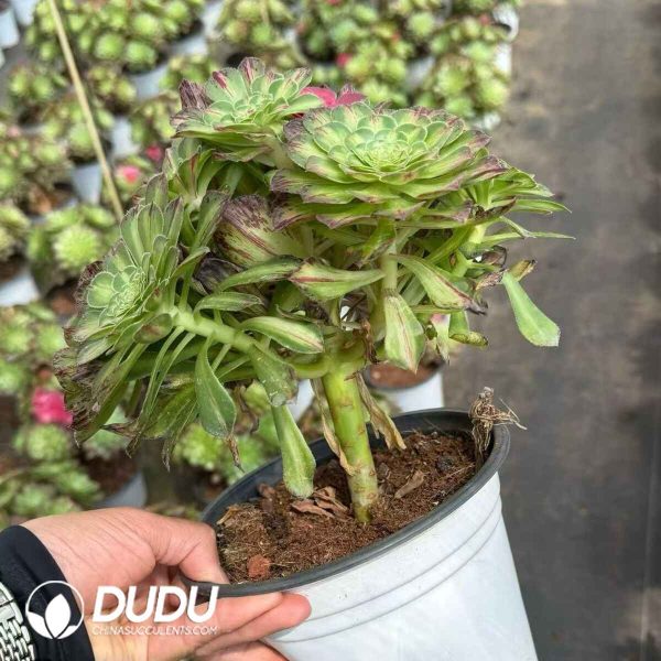 Aeonium Zhifou Jungle Clustering - Image 2
