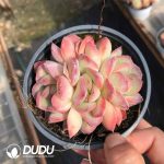 Echeveria Snow Night 3 Heads Clustering