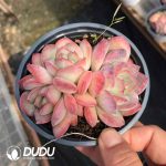 Echeveria Snow Night 3 Heads Clustering - Image 2