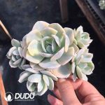 Echeveria Runyonii Variegated Clustering