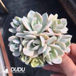 Echeveria Runyonii Variegated Clustering - Image 2