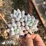 Pachyphytum Solomon 3 Heads Clustering