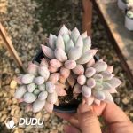 Pachyphytum Solomon 3 Heads Clustering - Image 2