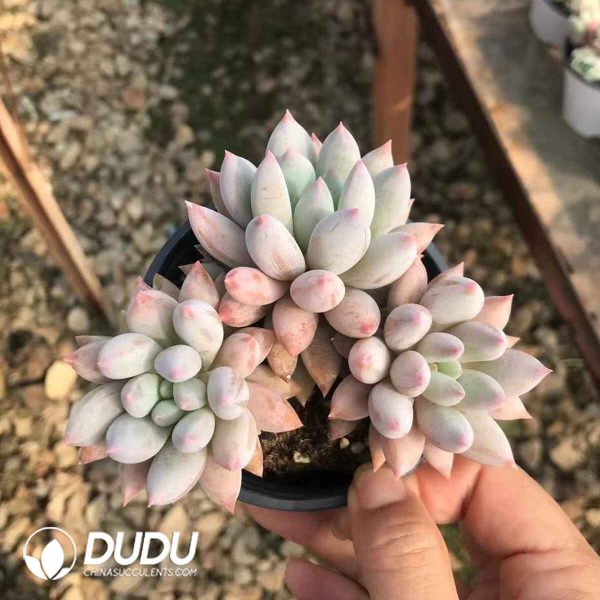 Pachyphytum Solomon 3 Heads Clustering - Image 2