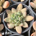 Echeveria Green Heart Beauty