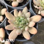 Echeveria Green Heart Beauty - Image 2