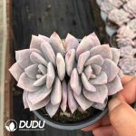 Echeveria Huixue Double Heads