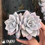Echeveria Huixue Double Heads - Image 2