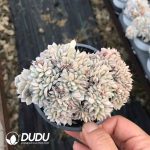 Echeveria White Tea Cristata