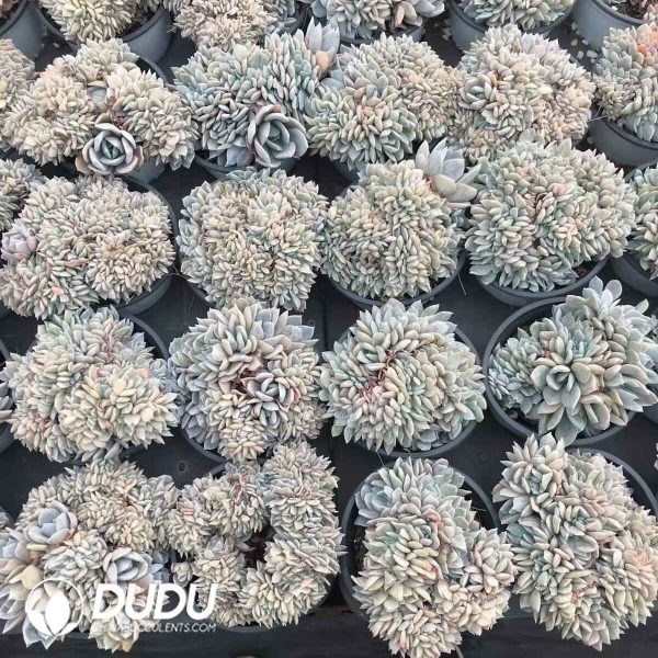 Echeveria White Tea Cristata - Image 2