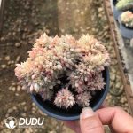 Echeveria TP Cristata