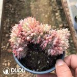 Echeveria TP Cristata - Image 2