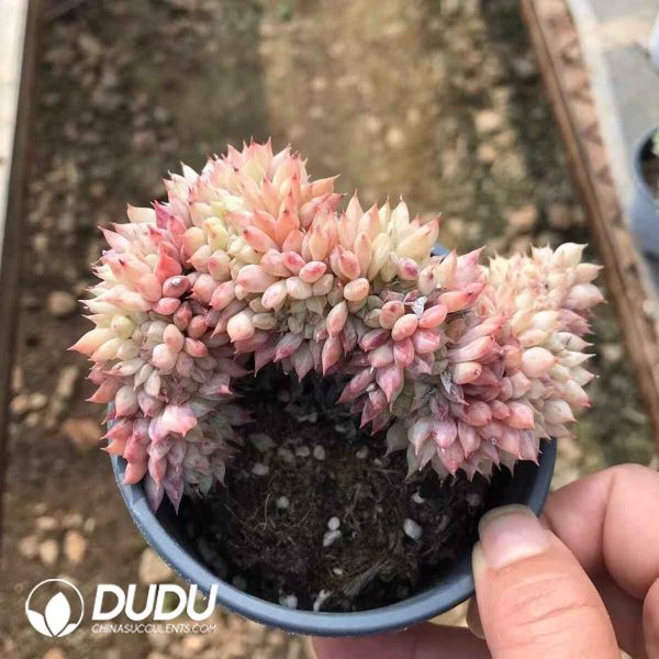 Echeveria TP Cristata - Image 2