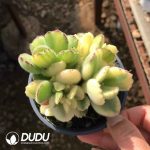 Echeveria White Bear