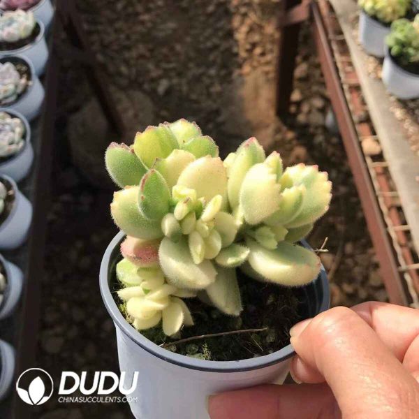 Echeveria White Bear - Image 2