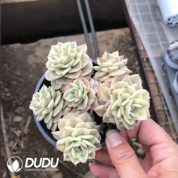 Echeveria Rolly Variegated Clustering - Image 2