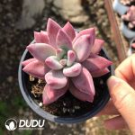 Echeveria Hefei Fish