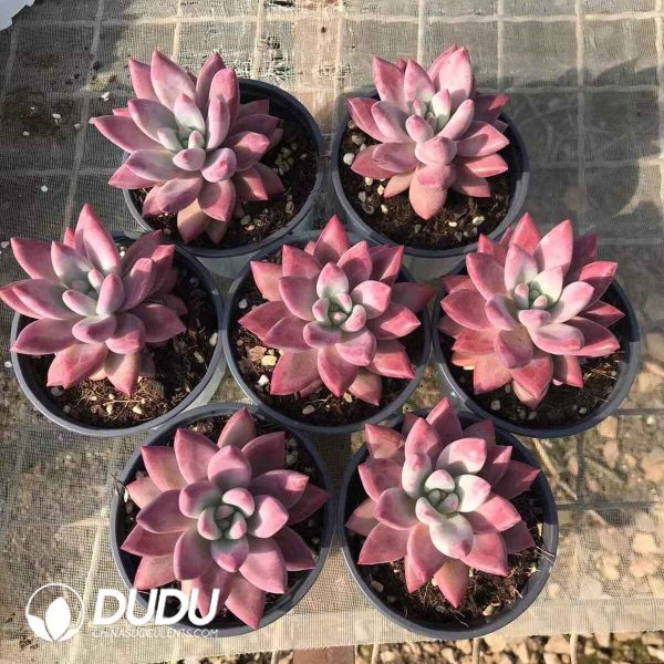 Echeveria Hefei Fish - Image 2